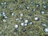discarded oyster shells