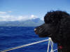 gazing at Papeete