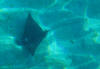 Ray on sea-bed