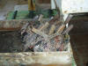 opened oyster shell