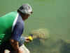 feeding_turtle.jpg (115239 bytes)