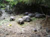 tortoise2.jpg (333826 bytes)