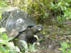 tortoise3.jpg (275947 bytes)