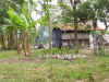 Uliveo_copra.jpg (351913 bytes)