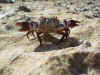 crabby.jpg (390158 bytes)