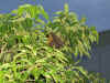 fruit_bat.jpg (352407 bytes)
