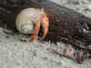 hermit_crabs2.jpg (316029 bytes)