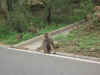 roadside_baboon.jpg (383668 bytes)
