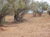 roos.jpg (183421 bytes)