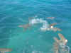 sharks2.jpg (350801 bytes)