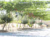 grape_vines.jpg (553826 bytes)