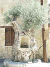 village_olive.jpg (446711 bytes)