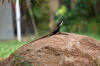 Lizard