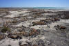 microbial mats