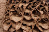 termite mound