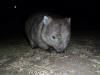 Wombat