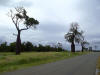 Bottle trees