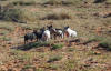 feral piglets