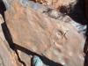 fossils