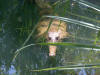Freshwater crocodile