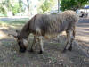 fuzzy donkey