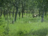 Kangaroos and Cattle