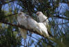 parrots