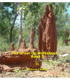 The Great Oz Walkabout Book 5