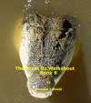 The Great Oz Walkabout Book 6