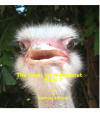 The Great Oz Walkabout Book 7